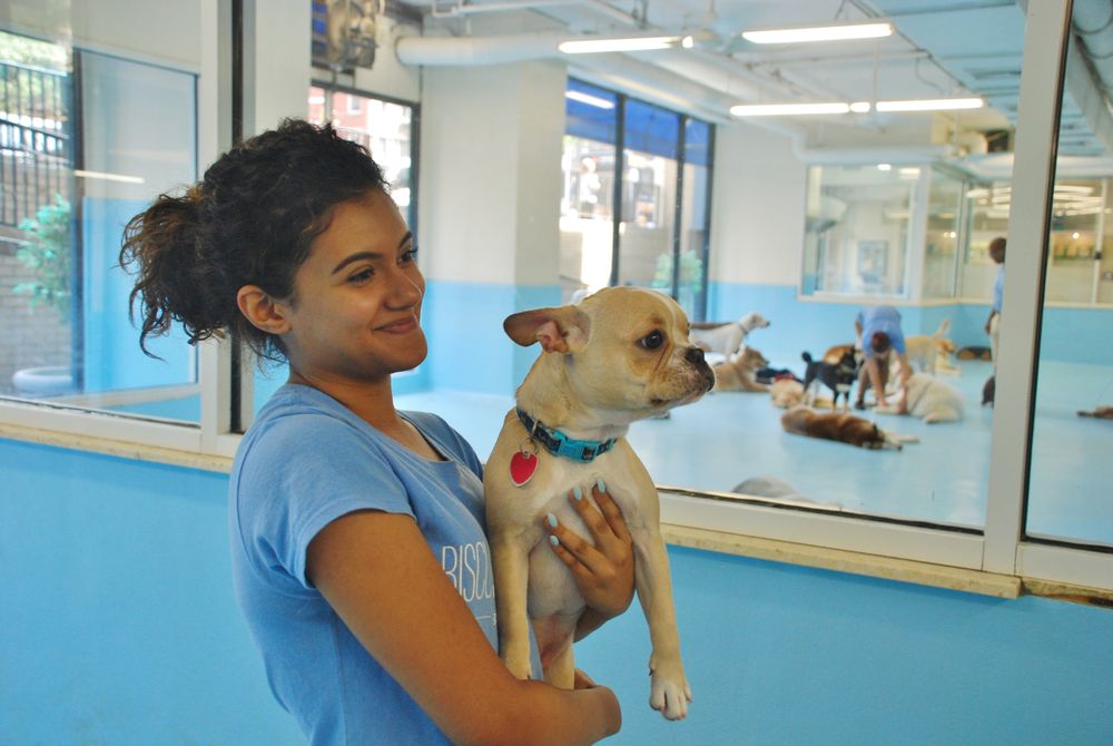BISCUITS & BATH 30 W 22nd St, New York, New York Pet Groomers