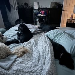 Harborfields Golden Leash Dog Care - Slumber party