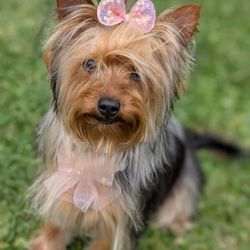 Cupid Doggie Spa