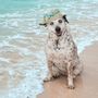 Photo of Doggie Beach Boutique 