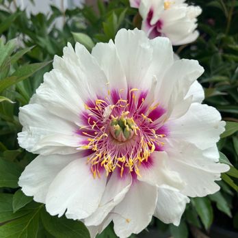 Bremec Garden Center - Nurseries & Gardening Near Me - Chesterland, Ohio