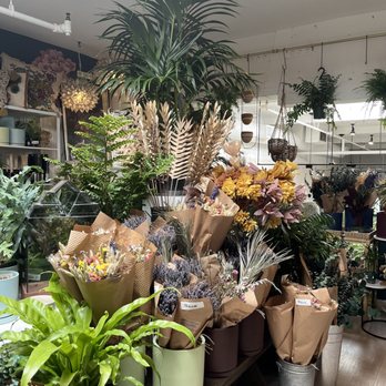 Paraíso Plant Studio - Nurseries & Gardening Near Me - Berkeley, California Paraíso Plant Studio - Nurseries & Gardening Near Me - Berkeley, California