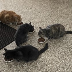 Good Shephard Cat Sanctuary - the 4 cats I took to the good shepherd cat sanctuary in Delmar, MD.