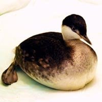 Bird Center of Michigan - social services organization in Saline, MI