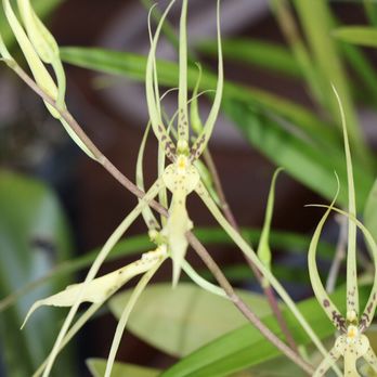 Tropical World - An orchid my friend bought at Tropical World - Home Services Near Me - Loxahatchee Groves, Florida