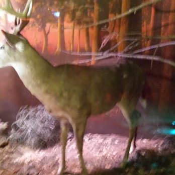 Clifton's Republic - Reindeer! - Bars Near Me - Los Angeles, California Clifton's Republic - Reindeer! - Bars Near Me - Los Angeles, California