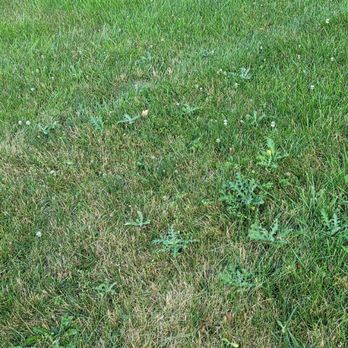 TruGreen Lawn Care - a patch of grass that has been mowed - Pest Control Near Me - Lewis Center, Ohio TruGreen Lawn Care - a patch of grass that has been mowed - Pest Control Near Me - Lewis Center, Ohio