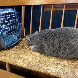 Evans Mill Animal Hospital - Office cat Jake welcomes and comforts my kitty as she waits