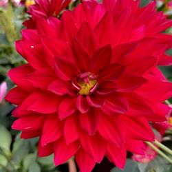 Rico's Plant Farm - Dahlia