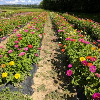 Wallkill View Farm Market - Flowers in back - Fruits & Veggies Near Me - New Paltz, New York