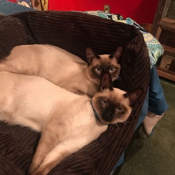 Nora's Siamese - Pet Adoption Near Me Nora's Siamese - Pet Adoption Near Me