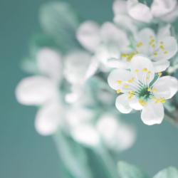 Tranquil Oaks Hospice Care