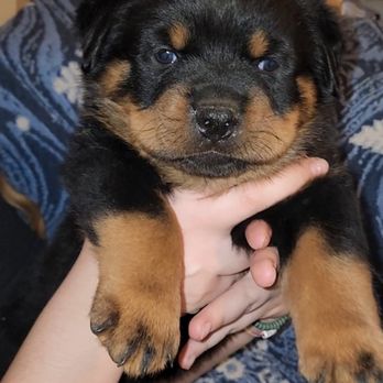 Hildegarde Kennels - Pet Breeders Near Me Hildegarde Kennels - Pet Breeders Near Me