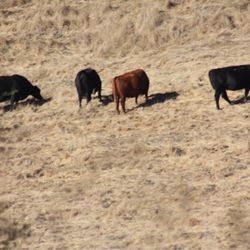 Oursan Trail - Cows grazing