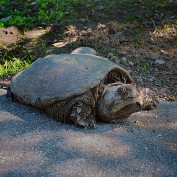 Blackstone River Bikeway - Looking as prehistoric as it is, a snapping turtle crosses the path in Lincoln, - Parks Near Me
