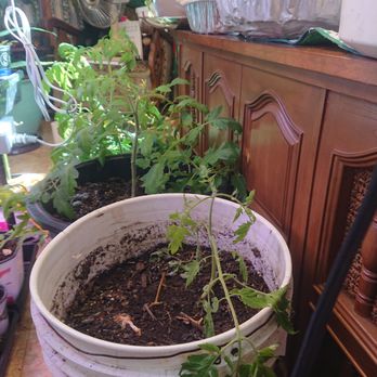 West Coast Seeds - This one just died - Nurseries & Gardening Near Me - Delta, British Columbia West Coast Seeds - This one just died - Nurseries & Gardening Near Me - Delta, British Columbia