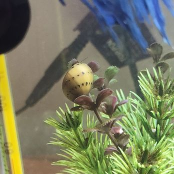 PetSmart - Snail - Pet Training Near Me - Phoenix, Arizona