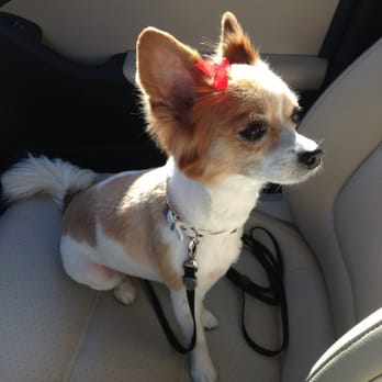 Petstar Grooming - Jolie! - Pet Groomers Near Me - La Crescenta, California