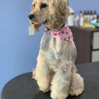 Pawfection Parlour - Pet Groomers Near Me Pawfection Parlour - Pet Groomers Near Me