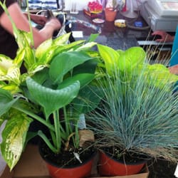 Jerry's Garden Center - Great buy 3 get one free.