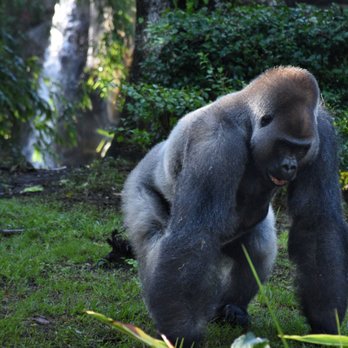 Gorilla Falls Exploration Trail - Why it's called Gorilla Falls - Amusement Parks Near Me - Lake Buena Vista, Florida