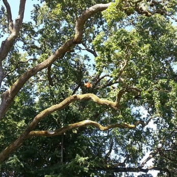 Hamilton Tree Service - Hamilton Tree worker high in our tree. - Tree Services Near Me - Martinez, California