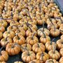 Charlotte Regional Farmers Market