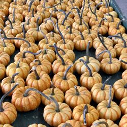 Charlotte Regional Farmers Market - Pumpkins