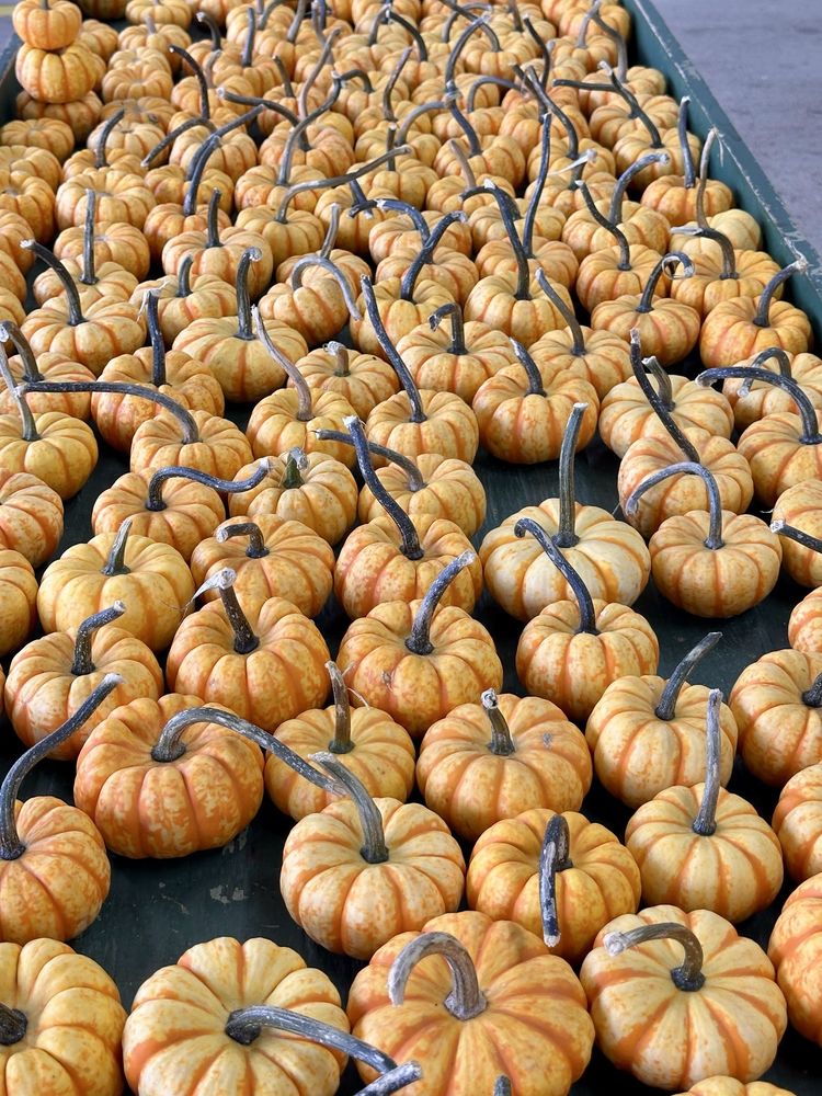 Food from Charlotte Regional Farmers Market