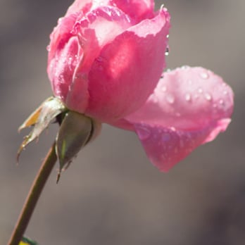 Mission San Antonio de Padua - Roses still bloom in December - Churches Near Me - Jolon, California Mission San Antonio de Padua - Roses still bloom in December - Churches Near Me - Jolon, California