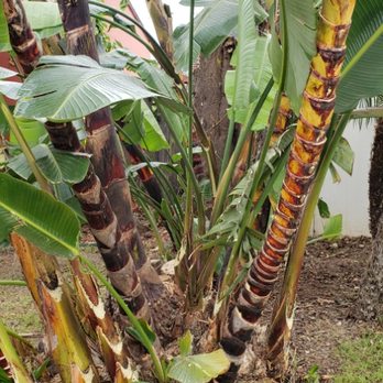 Master Tree Services - Big Bird Of Paradise - Tree Services Near Me Master Tree Services - Big Bird Of Paradise - Tree Services Near Me