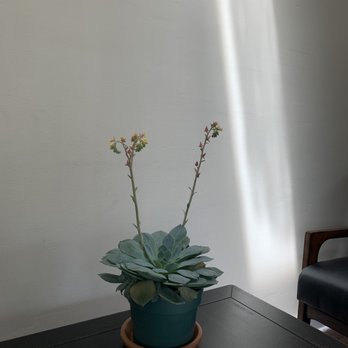 Cafe Yen - a potted plant on a table - Cafes Near Me - Goshen, New York