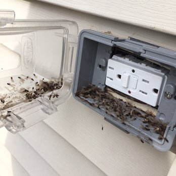Precision Pest Solutions - Termite swarmers - Pest Control Near Me Precision Pest Solutions - Termite swarmers - Pest Control Near Me