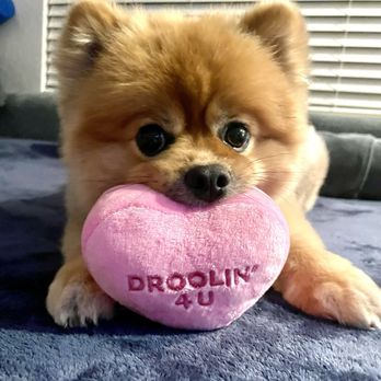 Just Fur Paws - Lexi - Pet Groomers Near Me - Mission Viejo, California Just Fur Paws - Lexi - Pet Groomers Near Me - Mission Viejo, California