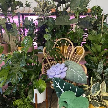 Bloomsgiving - Plant pillows - Florists Near Me - Mountain View, California