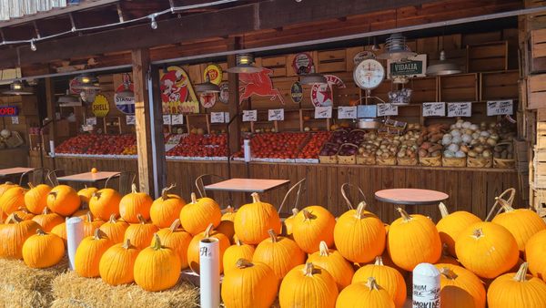 The Famous Tomato by null