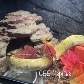 GBB Reptiles - This is "Nola" our first ball python! - Pet Breeders Near Me GBB Reptiles - This is "Nola" our first ball python! - Pet Breeders Near Me