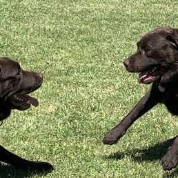 Dog Park