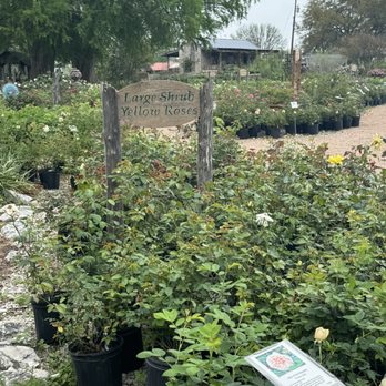ANTIQUE ROSE EMPORIUM NURSERY & DISPLAY GARDENS - Updated June 2026 ...