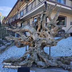 Bristlecone Motel - Bristlecone pines grow atop distant peaks.