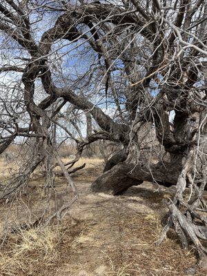 Catalina State Park by null