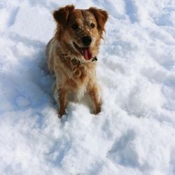 Beau Monde Kennels - Aspen
