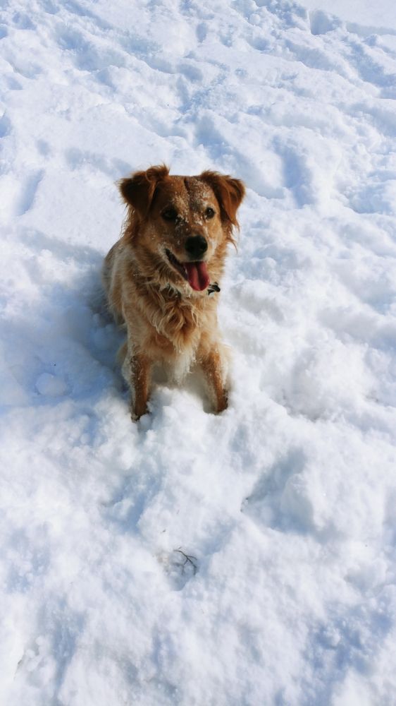 Beau Monde Kennels - pet boarding facility in Castle Rock, CO