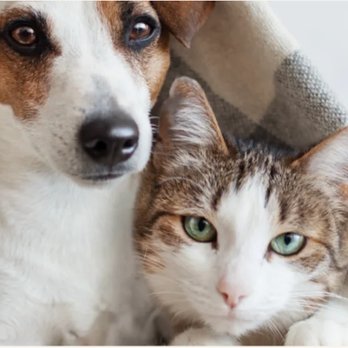 Veterinary Services - Veterinarians Near Me - Fort Wayne, Indiana Veterinary Services - Veterinarians Near Me - Fort Wayne, Indiana