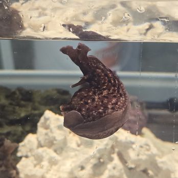 The Bailey-Matthews Shell Museum - Museums Near Me - Sanibel, Florida