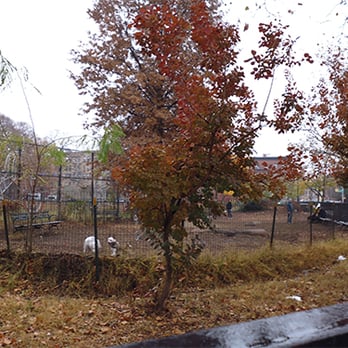 Herbert Von King Park - view from the street (Marcy & Lafayette) - Playgrounds Near Me - Brooklyn, New York Herbert Von King Park - view from the street (Marcy & Lafayette) - Playgrounds Near Me - Brooklyn, New York