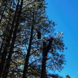 Americus Tree And Landscape Design