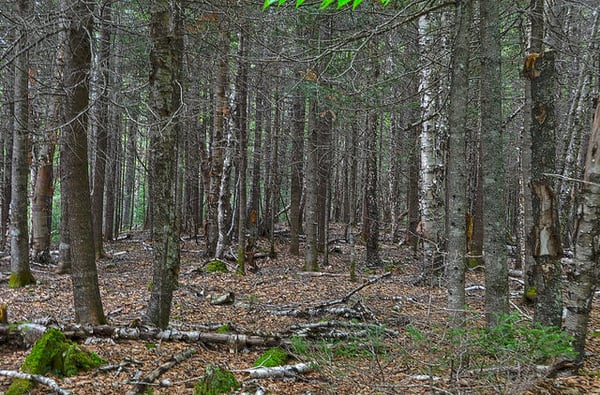 Fundy National Park Of Canada by null