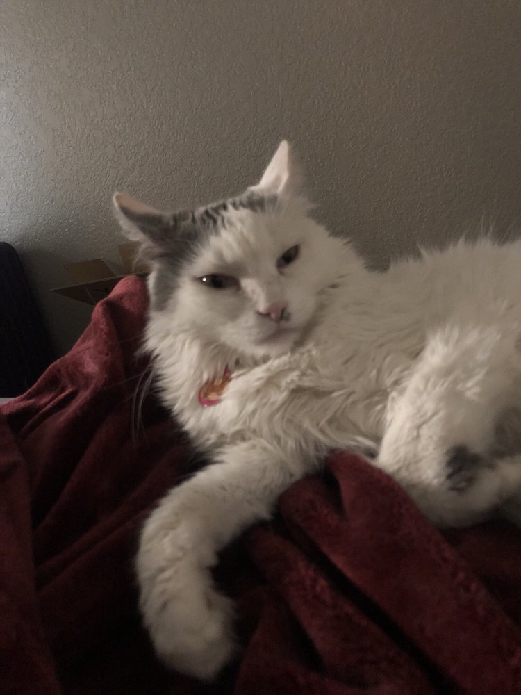 PAWS Animal Shelters 1125 W 1130th N, Saint UT Phone