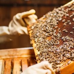 DEE'S BEES - Dee's Bees Local Honey